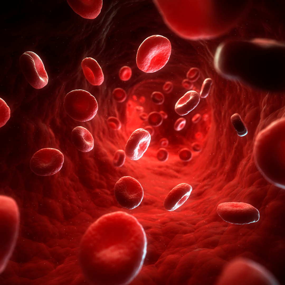 Glóbulos rojos circulando por el interior de un vaso sanguíneo, mostrando su forma bicóncava y movimiento dinámico en el torrente sanguíneo